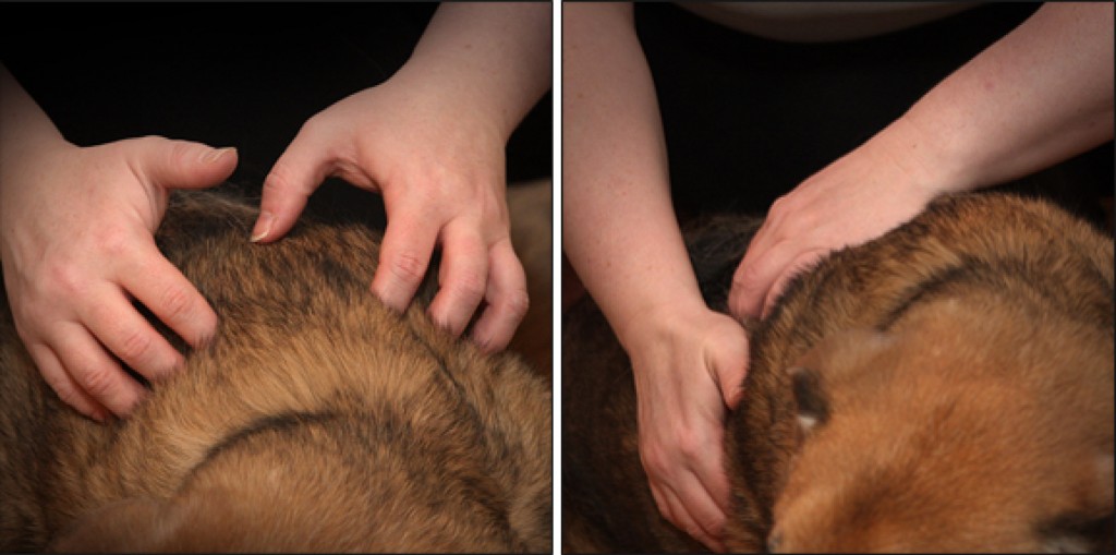 caninemassage