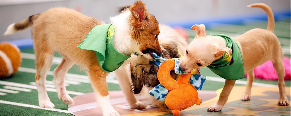 2016_02-05_PPLLC_BLOG_About Puppy Bowl_01