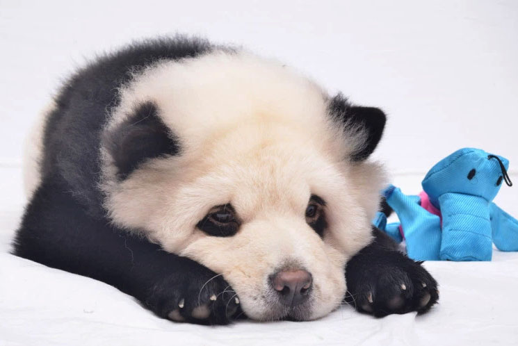 2016_02-09_Panda Puppies New Obsession