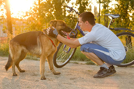 2016_03-28_Wonder drug could make your dog live longer_Photo-01