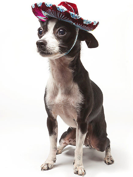 2016_05-05-BLOG-People Are Posting Photos of Their Dogs Dressed Up for Cinco de Mayo_01