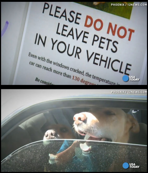 2016_05-10_PPLLC_BLOG_Law Lets Good Samaritans Save Dogs Trapped In Hot Cars_01