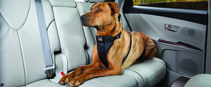 2016_05-19_PPLLC_BLOG_Pet Passenger Safety_01