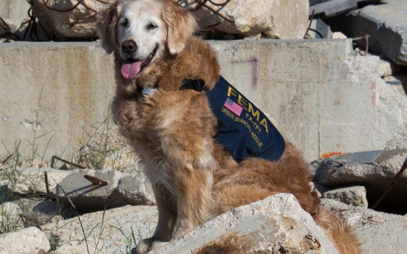 2016_06-08_PPLLC_BLOG_Last Living 9-11 Rescue Dog_01