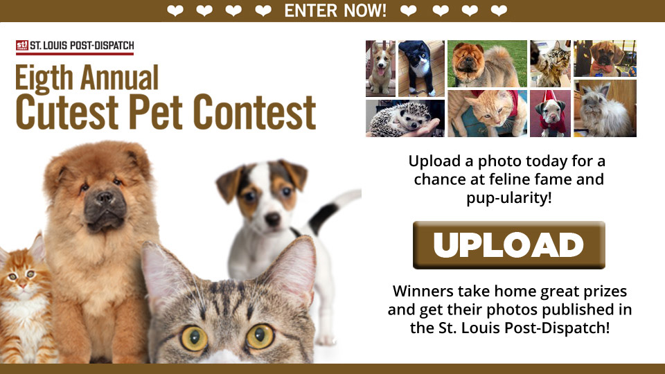 2016_08-22_PPLLC_BLOG_StL Post-Dispatch_Cutest Pet Photo Contest-01